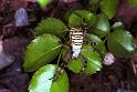 Argiope_bruennichi_F1901_Z_88_Les Gris_Frankrijk